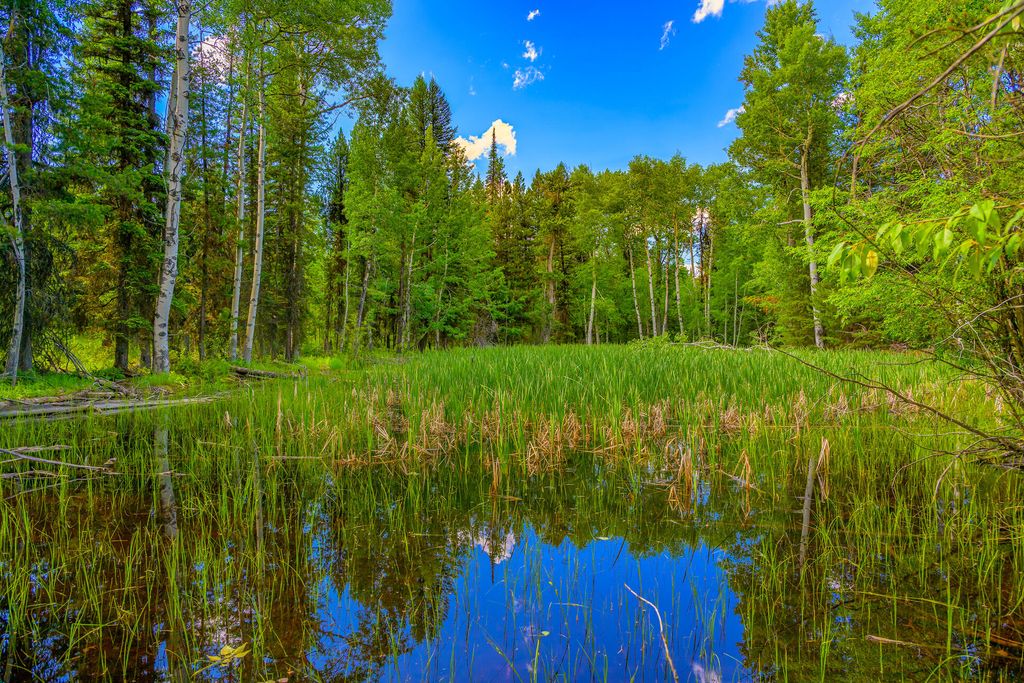 1355 Lindbergh Lake Road, Condon, MT 59826 photo 44