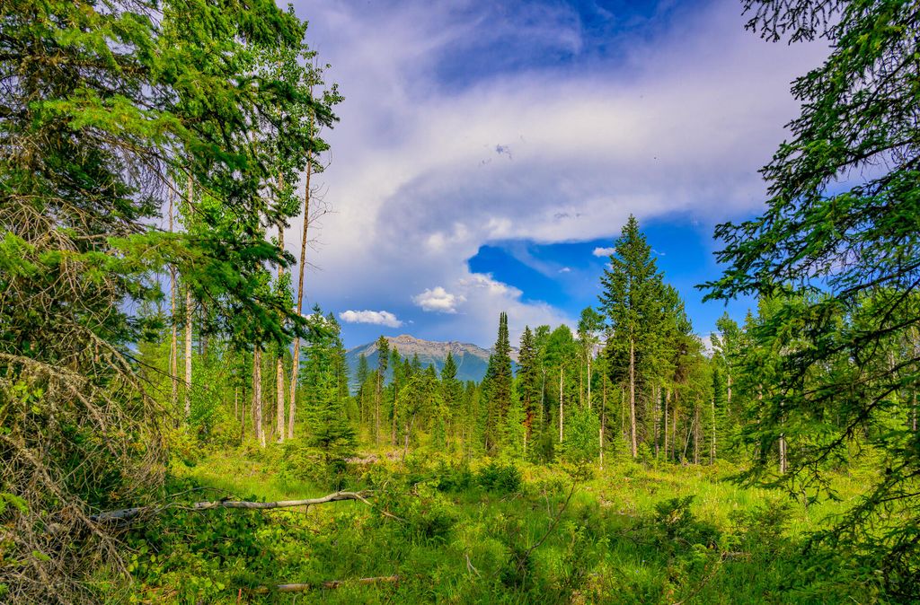 1355 Lindbergh Lake Road, Condon, MT 59826 photo 45