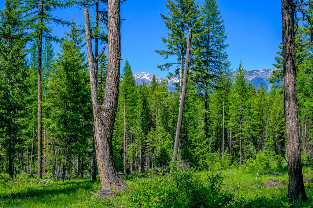 1355 Lindbergh Lake Road, Condon, MT 59826 photo 48