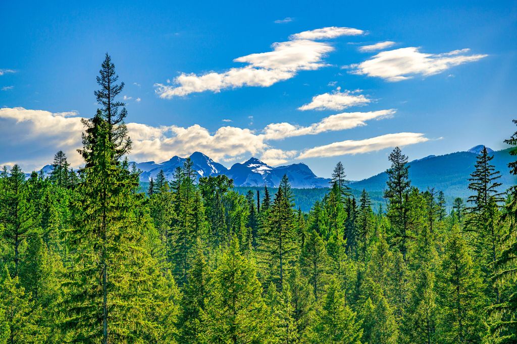 1355 Lindbergh Lake Road, Condon, MT 59826 photo 8