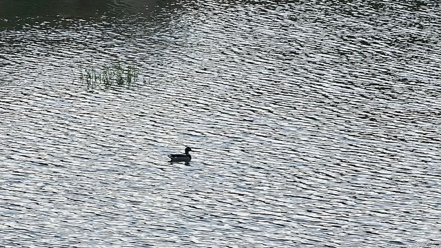 1647 Rio Ranchero, Pipe Creek, TX 78063