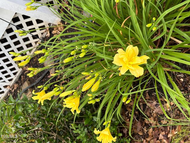 100 Mingo Trail, Greeneville, TN 37743