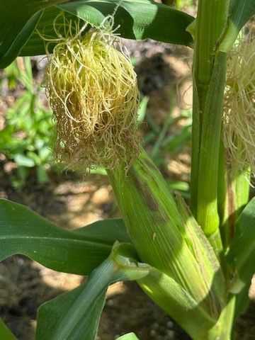 9447 Pilgrim Lane N, Maple Grove, MN 55369