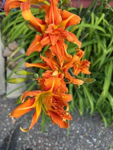 9447 Pilgrim Lane N, Maple Grove, MN 55369