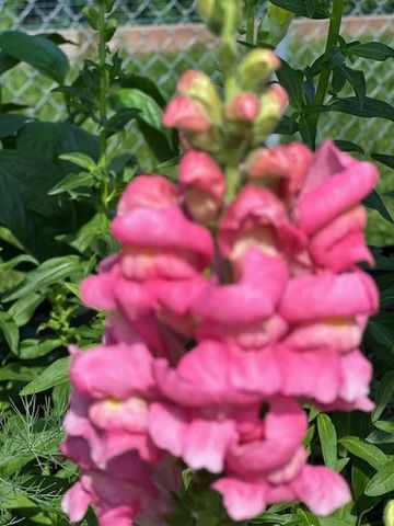 9447 Pilgrim Lane N, Maple Grove, MN 55369