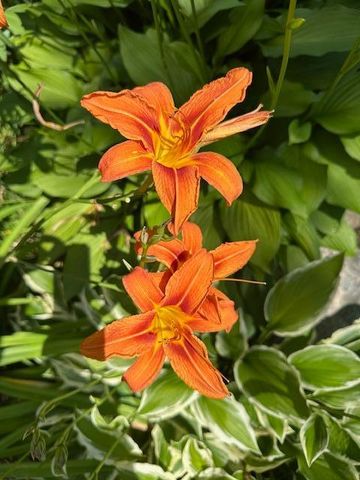 9447 Pilgrim Lane N, Maple Grove, MN 55369