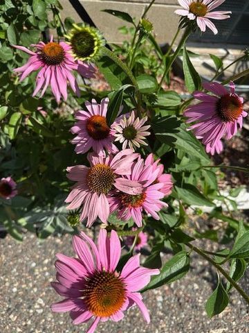 9447 Pilgrim Lane N, Maple Grove, MN 55369