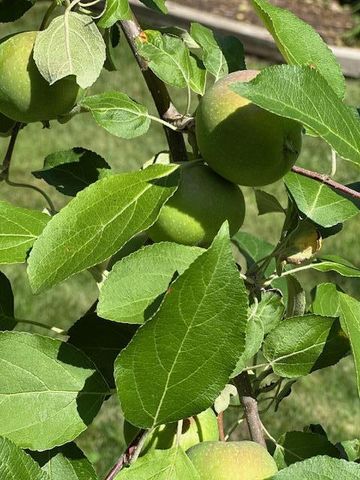 9447 Pilgrim Lane N, Maple Grove, MN 55369