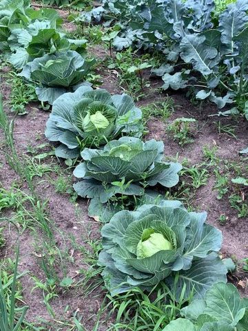 9447 Pilgrim Lane N, Maple Grove, MN 55369