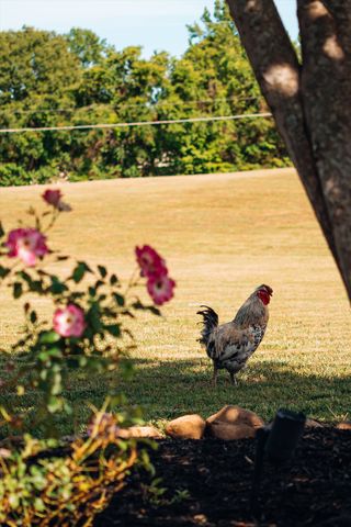1707 New Hope Rd, Joelton, TN 37080