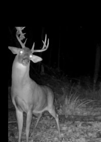 1440 Dimmers Road, Woodbridge Twp, MI 49274