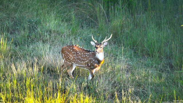 FAR HILLS RANCH Tract 4, Comfort, TX 78013
