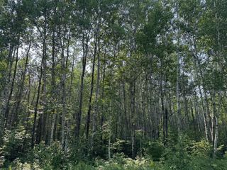 80+ acres Willow Creek Road NE, Kelliher, MN 56650