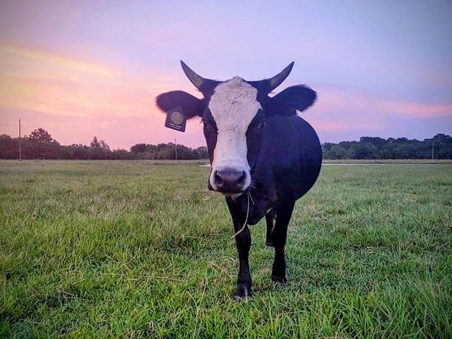 16910 County Line Road Road, Winnie, TX 77665