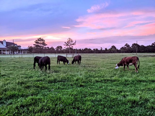 16910 County Line Road Road, Winnie, TX 77665