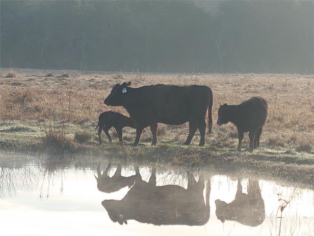 16910 County Line Road Road, Winnie, TX 77665