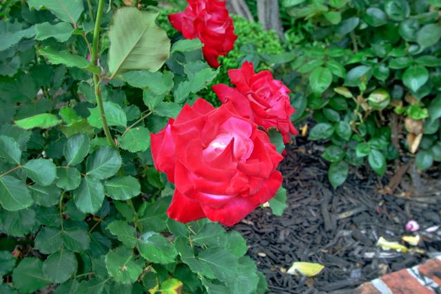 1018 Plum Ln, Davis, CA 95616