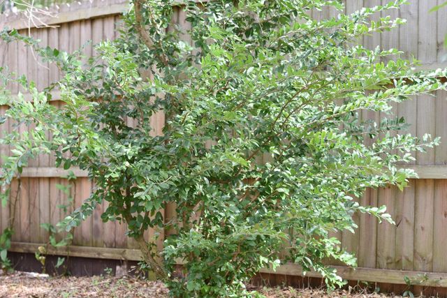 497 Pyrus St, St Augustine, FL 32080