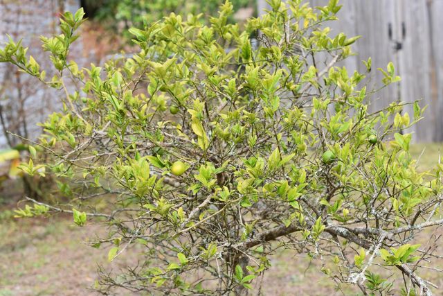 497 Pyrus St, St Augustine, FL 32080