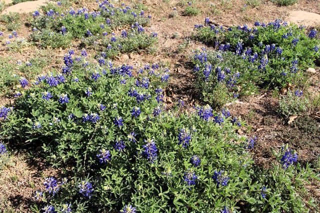 905 LCR 311, Colorado City, TX 79512