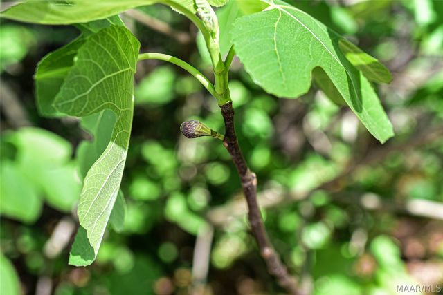 410 Thorn Place, Montgomery, AL 36106