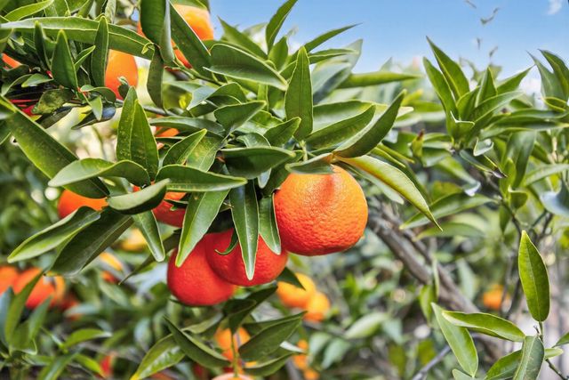 733 Killebrew, Galt, CA 95632