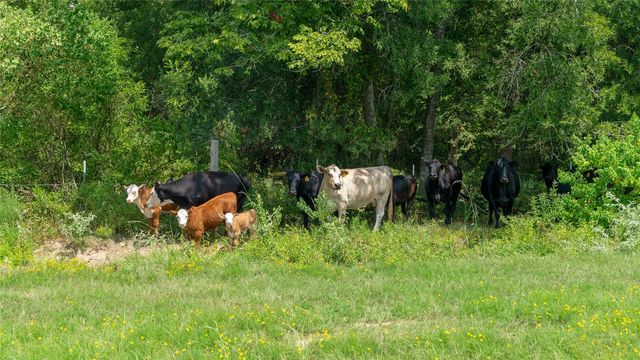 41115 Community Road, Magnolia, TX 77354