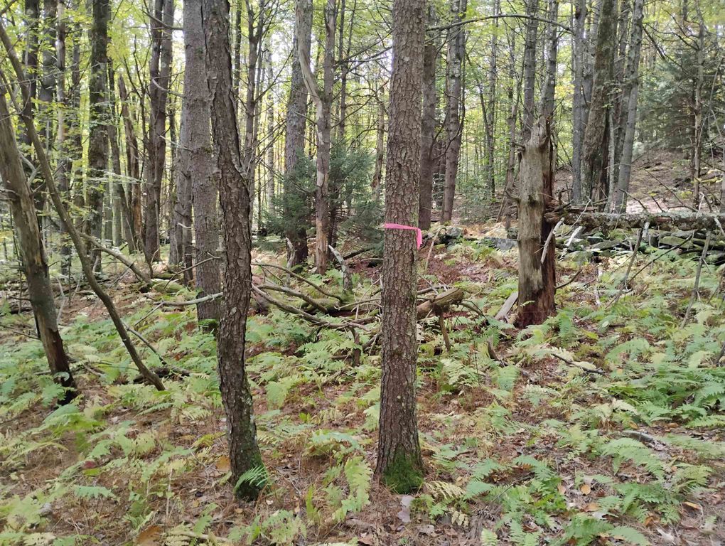 Image 7 of property listing at 0 Banning Road, Putney, VT 05346