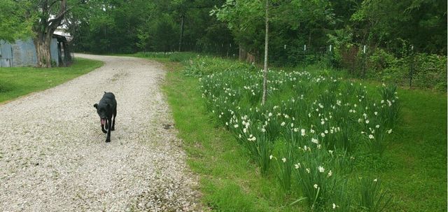 130 VZ County Road 1815, Grand Saline, TX 75140