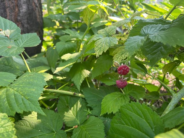 3011 17th Avenue S, Minneapolis, MN 55407