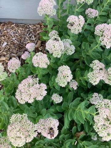 768 Watersedge Drive, Ann Arbor, MI 48105