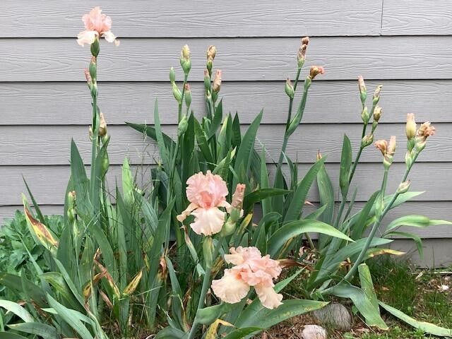 768 Watersedge Drive, Ann Arbor, MI 48105