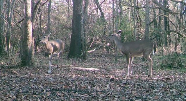 3720 Fm 1568, Campbell, TX 75422