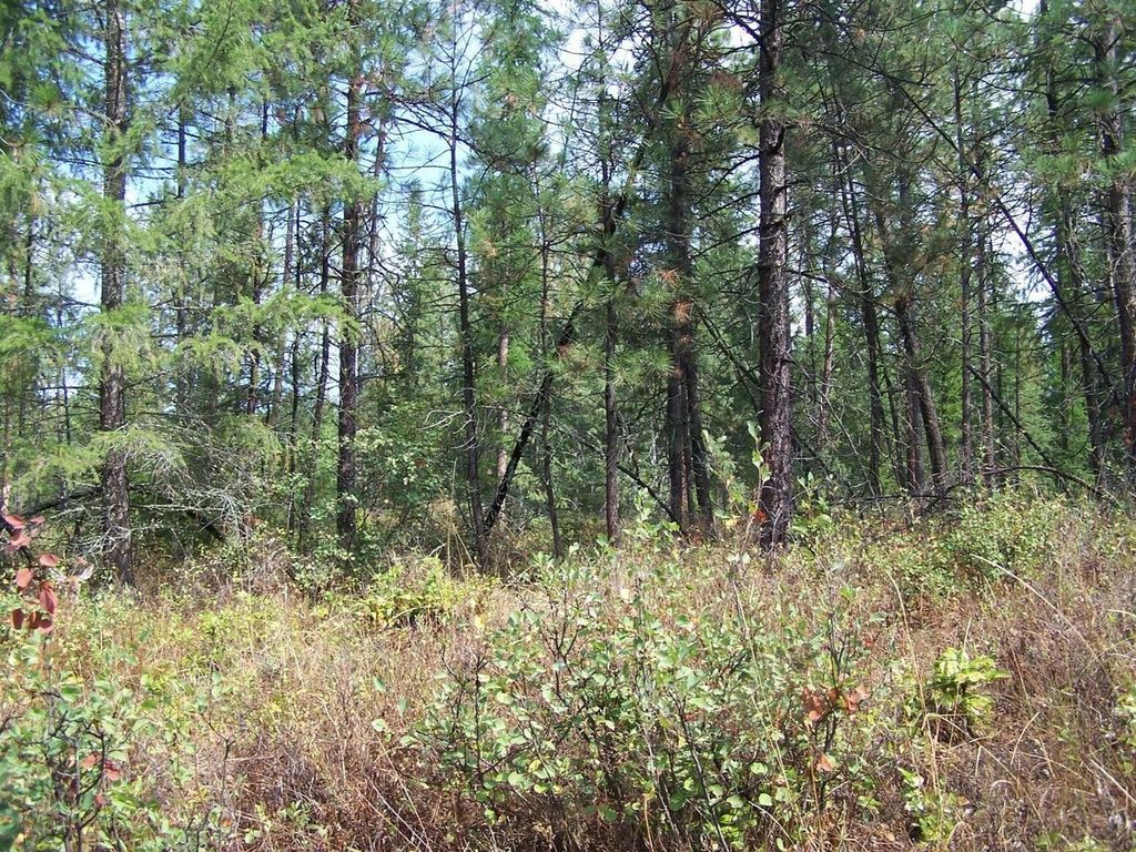 3XXX Lot #13 Larkspur Way, Kettle Falls, WA 99141 photo 2