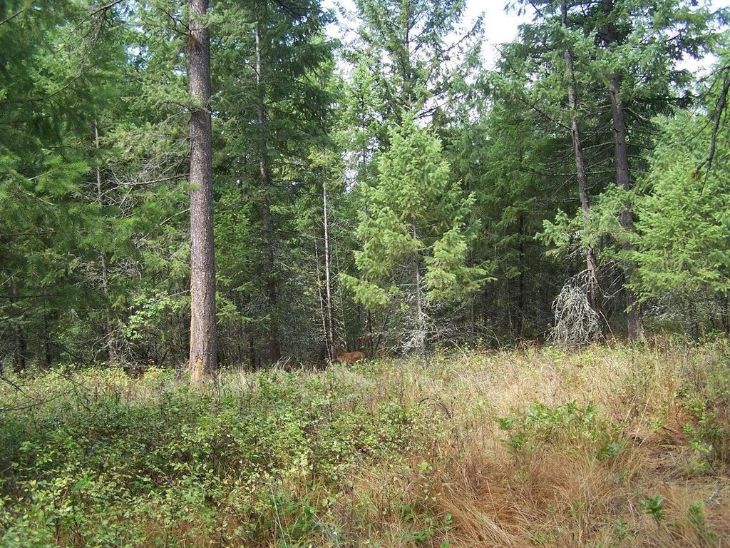 3XXX Lot #13 Larkspur Way, Kettle Falls, WA 99141 photo 3