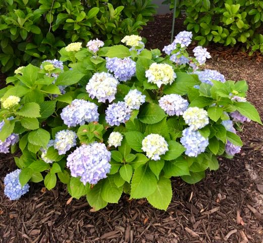 130 Berkshire Drive, Wando, SC 29492