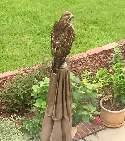 130 Berkshire Drive, Wando, SC 29492