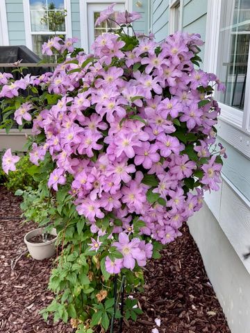 130 Berkshire Drive, Wando, SC 29492