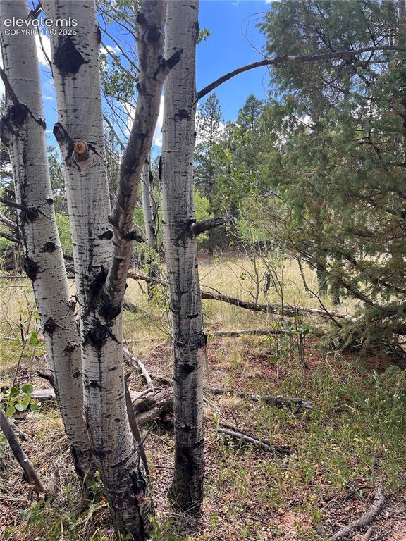 506 Castle Mountain Drive, Guffey, CO 80820 — photo 5