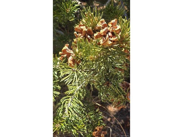 5506 Balleroy Rd, Fort Garland, CO 81133