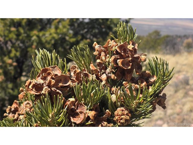 5506 Balleroy Rd, Fort Garland, CO 81133