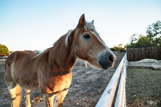 1531 Ray Street, San Angelo, TX 76904