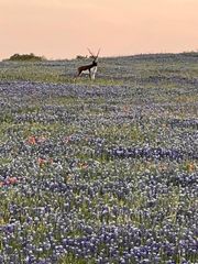2265 County Road 106, Purmela, TX 76566