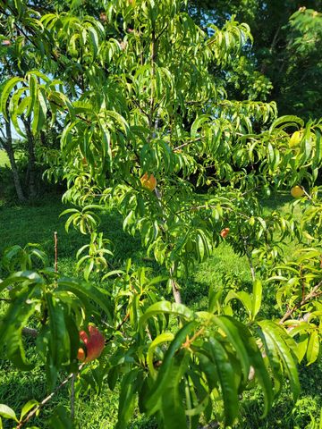 21207 Lawrence 1230, Aurora, MO 65605