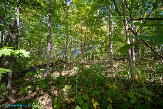 Lot A Picton & Bloomingdale Rd Road, Bloomingdale, IL 60108