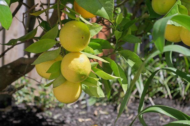 55 Upper North Ter, Tiburon, CA 94920