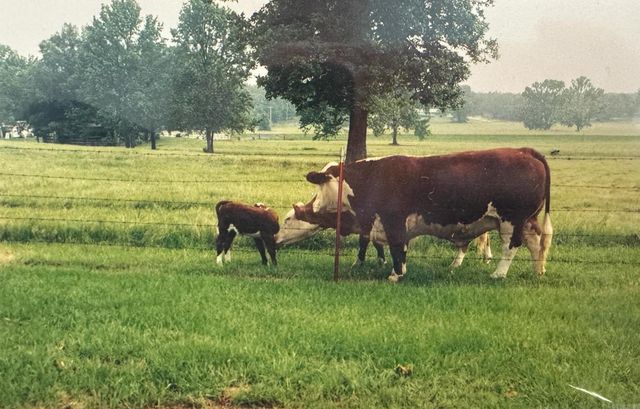 120 AR-287, Greenbrier, AR 72058