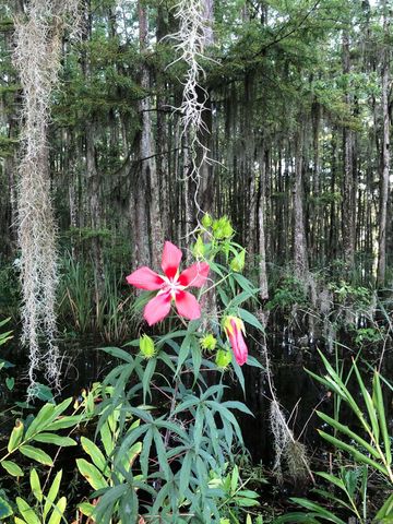 290 Bayou Tranquille Rd, Pierre Part, LA 70339