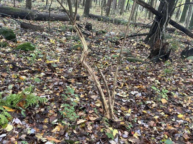 4680 Fitzpatrick Road, Fayette Twp, MI 49242