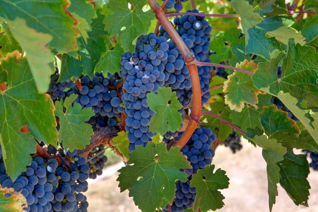 1180 Monticello Rd, Napa, CA 94558